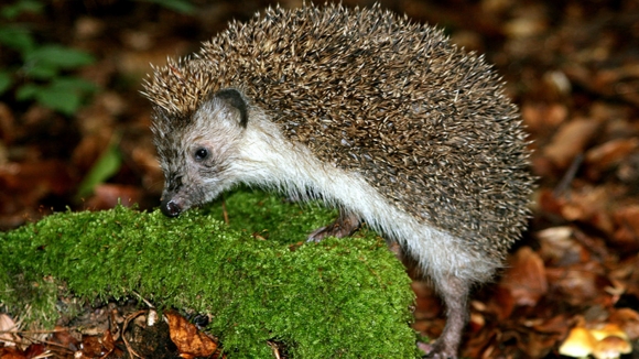  Belogrudi jež – Erinaceus concolor