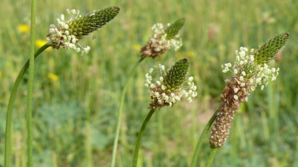 Bokvica – Plantago