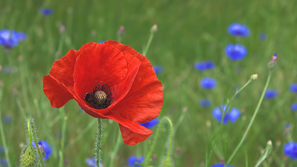 Bulka – Papaver rhoeas