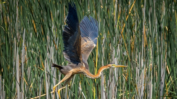 Crvena čaplja – Ardea purpurea