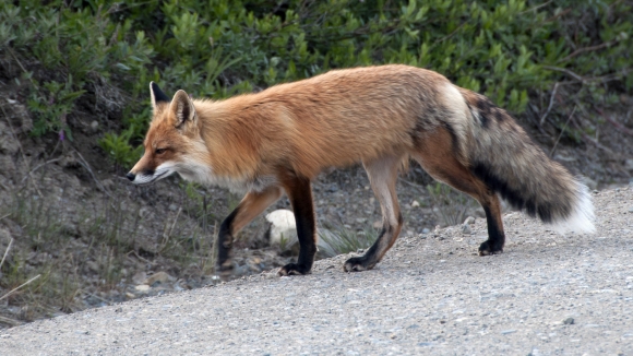 Crvena lisica - Vulpas vulpes