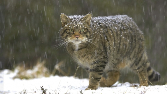 Divlja mačka - Felis silvestris