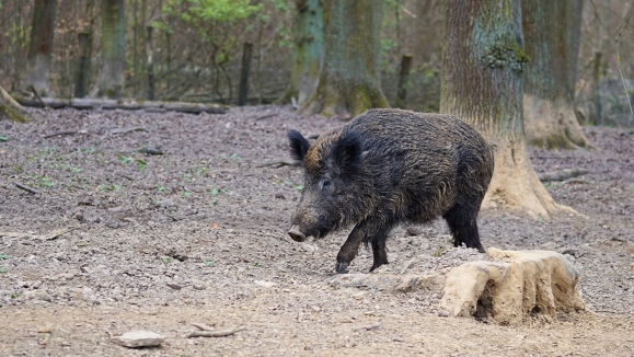 Divlja svinja - Sus scrofa