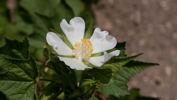 Kadivka - Kitaibelia vitifolia