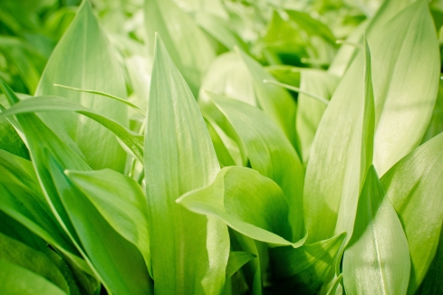 Sremuš – Allium ursinum