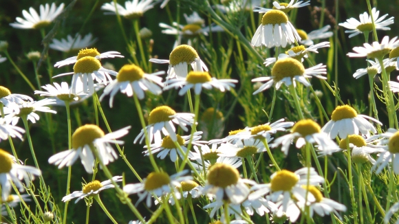  Kamilica – Matricaria chamomilla 