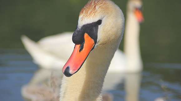 Labudovi – Cygnus olor