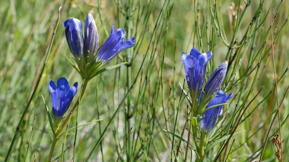 Livadska lincura – Gentiana pneumonanthe