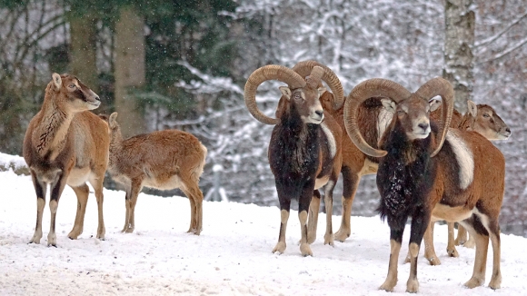 Muflon - Ovis orientalis orientalis