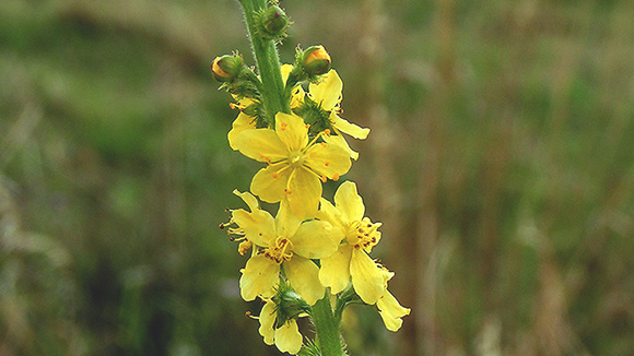 Petrovac – Agrimonia eupatoria