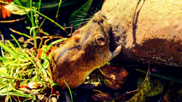 Prugasti poljski miš - Apodemus agrarius