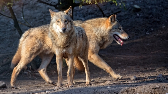 Reci NE hajci na vukove u Nacionalnom parku „Đerdap“