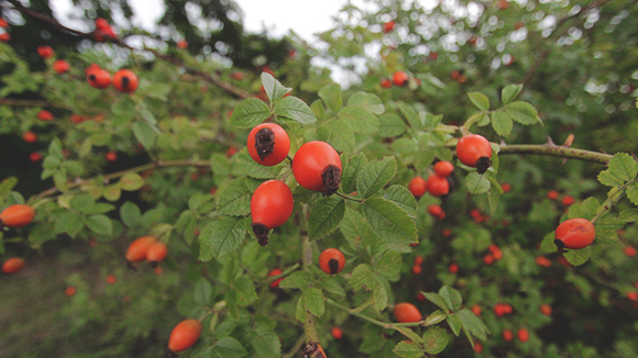 Šipak – Rosa canina