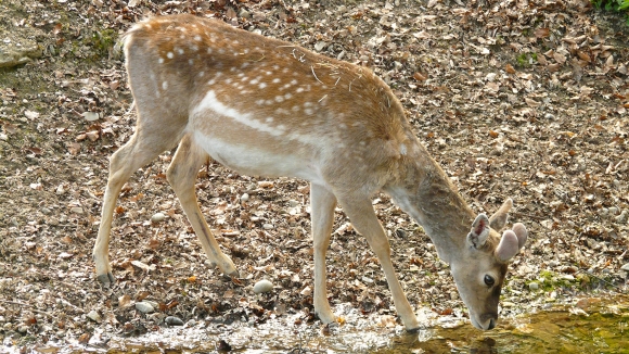 Srna - Capreolus capreolus