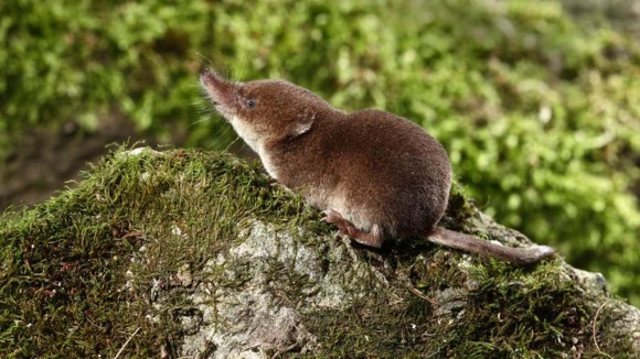 Šumska rovčica – Sorex araneus