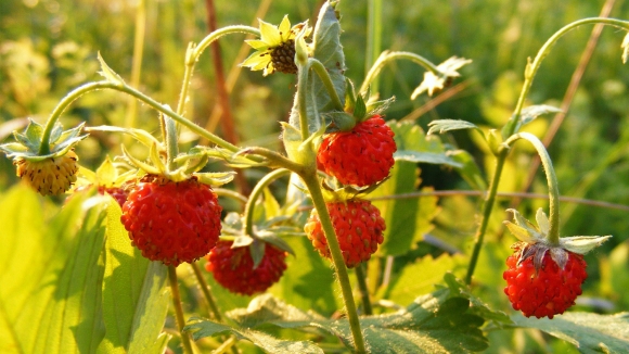 Šumske jagode – Fragaria vesca