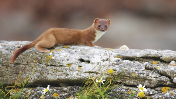 Velika lasica - Mustela erminea