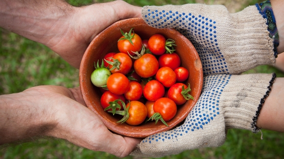 VII NLB Organic konkurs