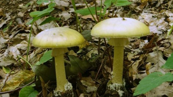 Zelena pupavka – Amanita phalloides