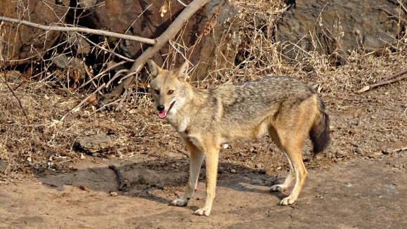 Zlatni šakal - Canis aureus