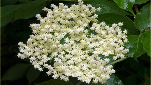 Zova – Sambucus nigra