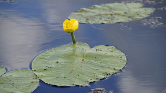  Žuti lokvanj – Nuphar lutea