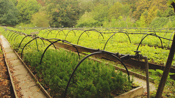 Tree Nursery