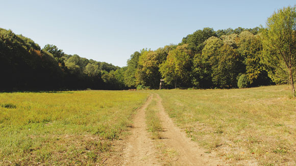 Kosača Meadow