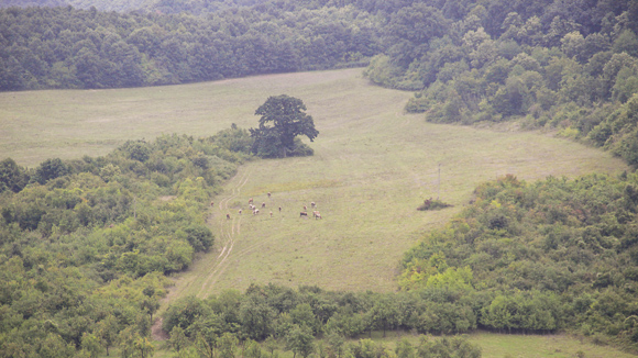 Tekeniš Meadow