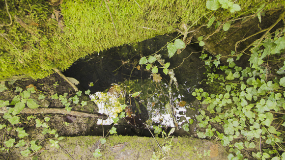 Mandalina Ćuprija Spring