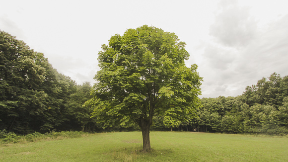 Ravne Meadow