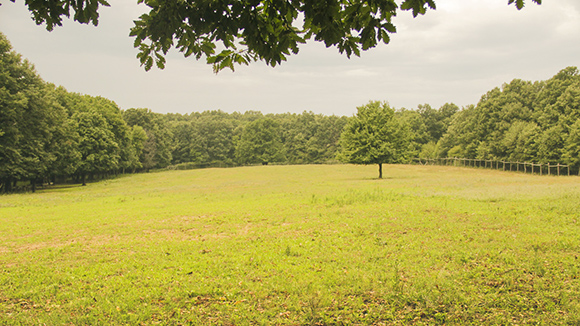 Trešnjevac Meadow